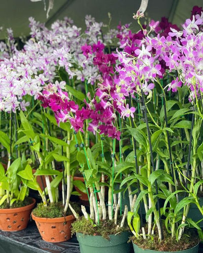 Orchid Festival