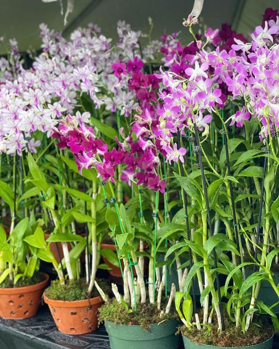 Orchid Festival